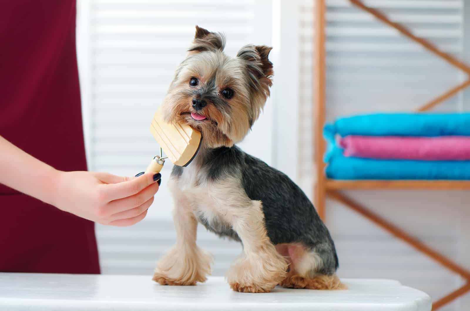 12 Best Brushes For Yorkies: Keeping That Coat Silky Soft