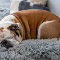 bulldog sleeping