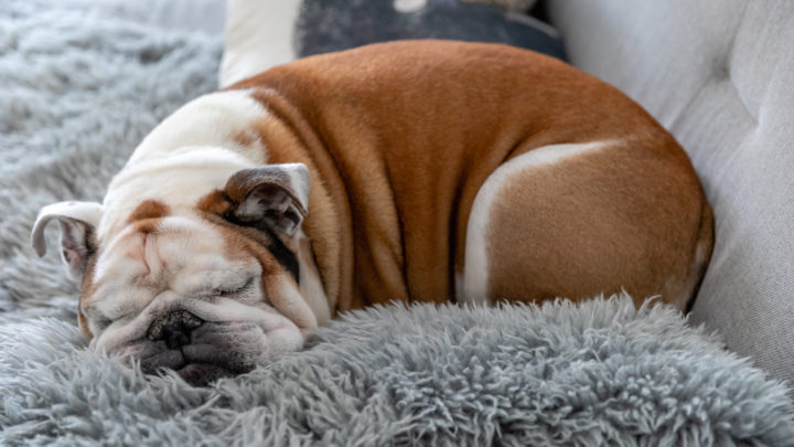 Best Bulldog Beds For Optimal Sleep And Healthy Development!