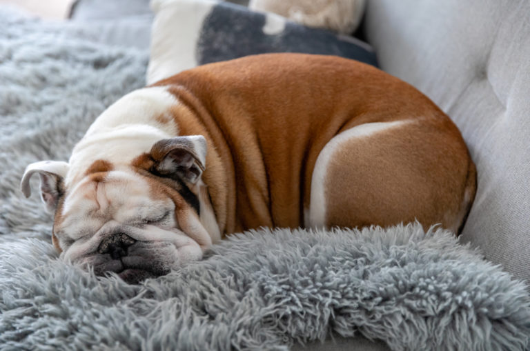 bulldog sleeping
