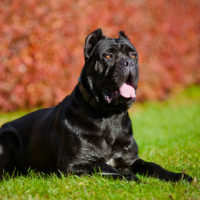 cane corso lies in grass