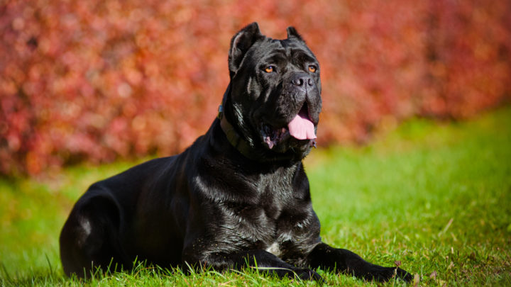 12 Best Collars For Cane Corso: Trendy And Functional Picks