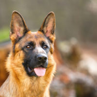 german shepherd with blurred background