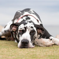 black and white great dane