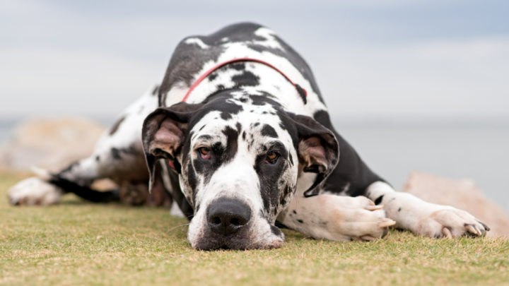 12 Best Dog Beds For Great Danes: Cozy King-Size Picks