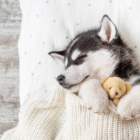 husky puppy sleeping with toy
