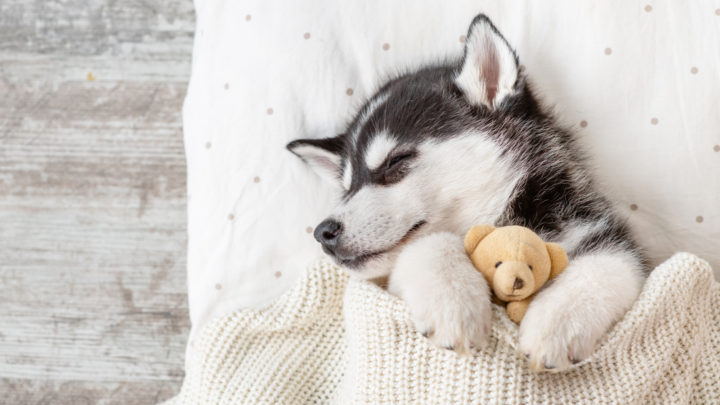 9 Best Dog Beds For Huskies: From Bargain Pick To Best Overall!