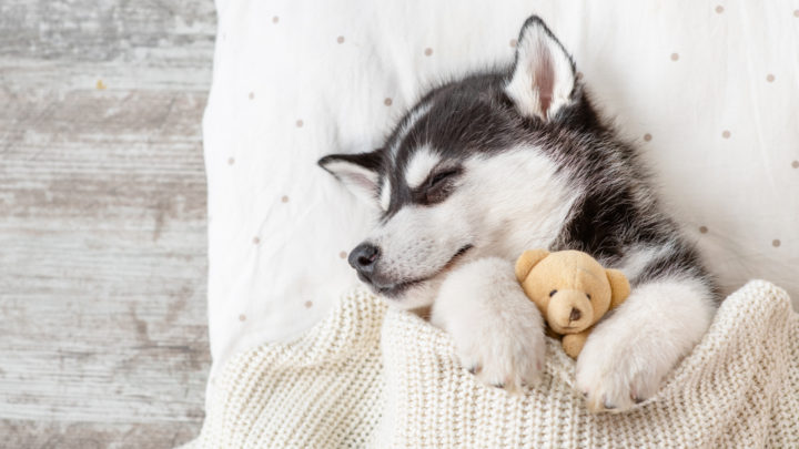 9 Best Dog Beds For Huskies: Good Deals And Best Overall