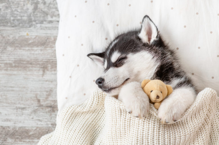 husky puppy sleeping with toy