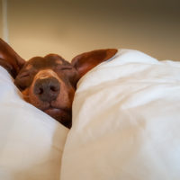 dachshund sleeping in bed