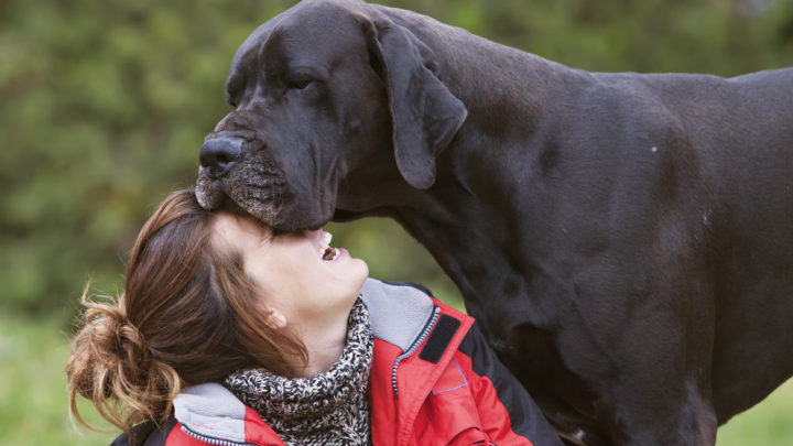15 Best Dog Brushes For Great Danes: Finest Grooming Tools