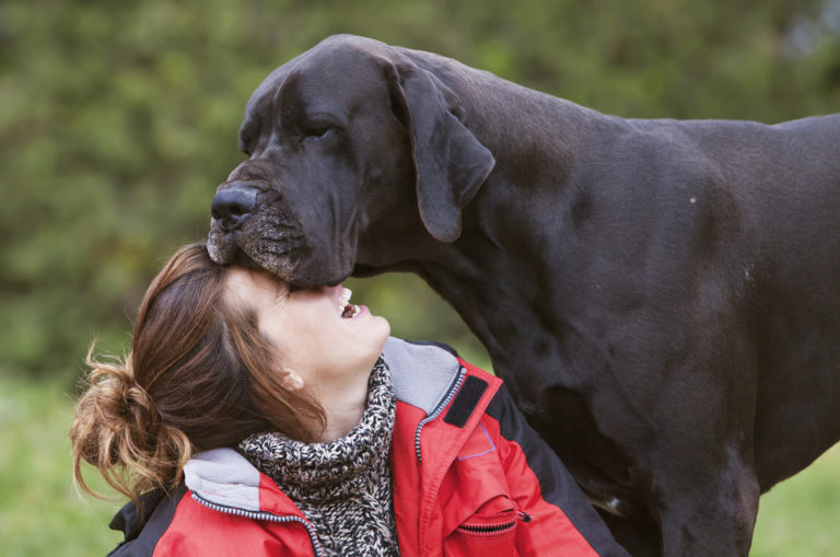 girl with great dane
