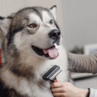 owner brushing their husky