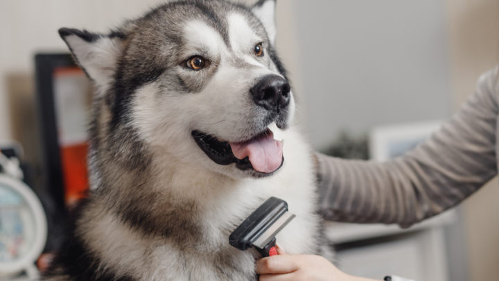 12 Best Dog Brushes For Huskies: Keeping That Coat Fluffy