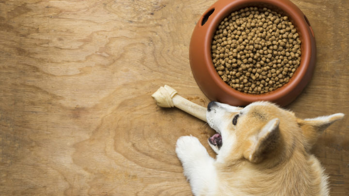Best Dog Food For Corgi: 9 Brands Your Pooch Will Love