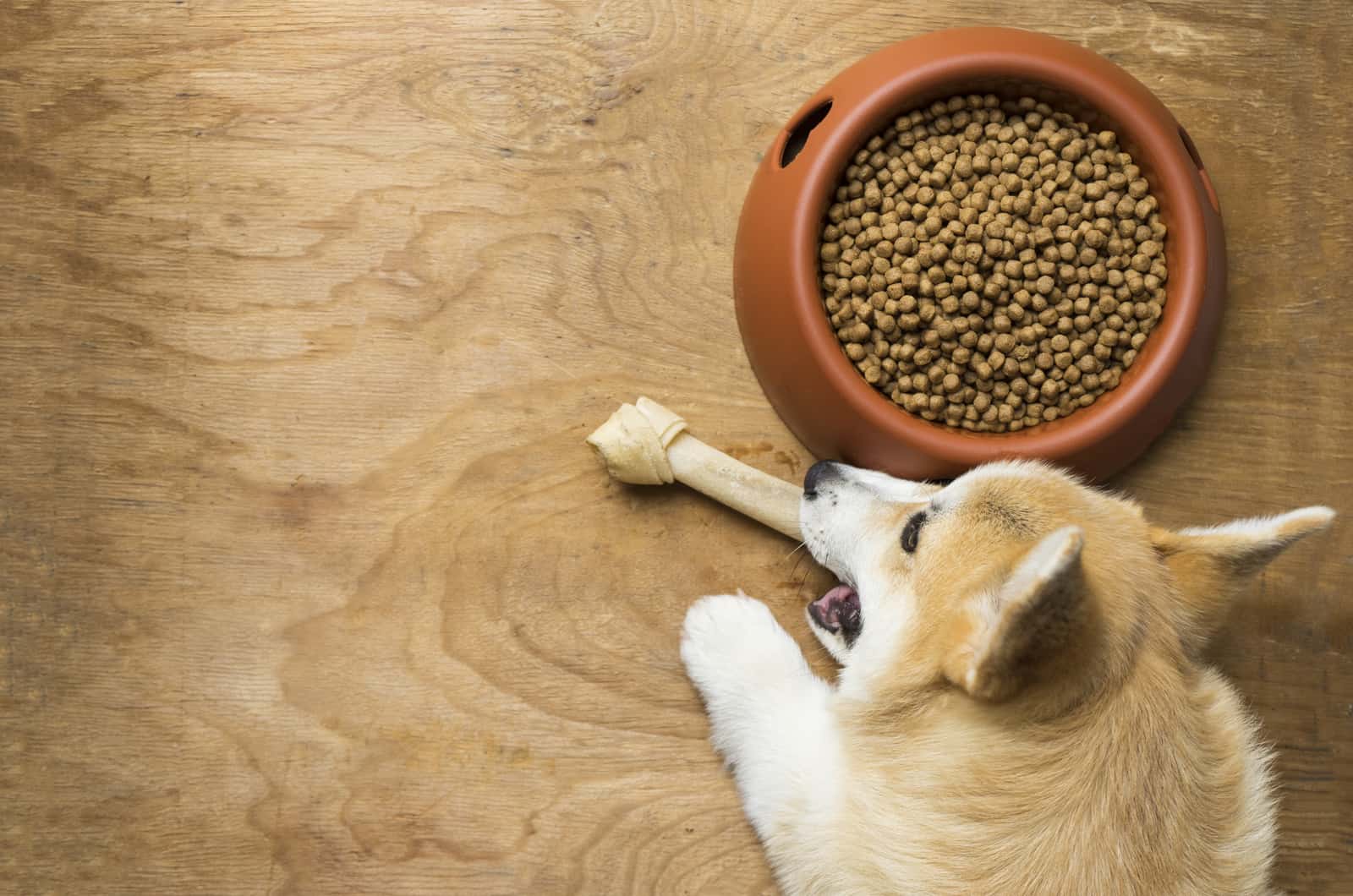 Best Dog Food For Corgi: 9 Brands Your Pooch Will Love