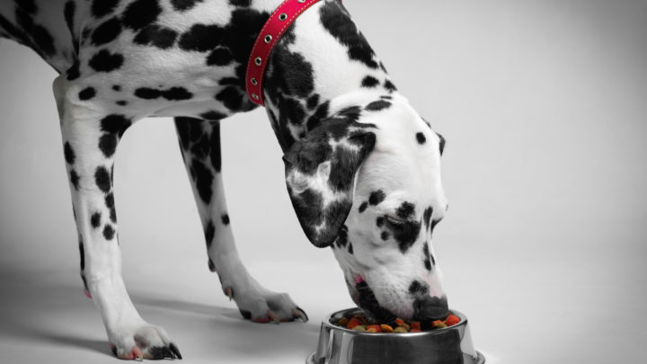 12 Best Dog Foods For Dalmatians: Pongo & Perdita Approved