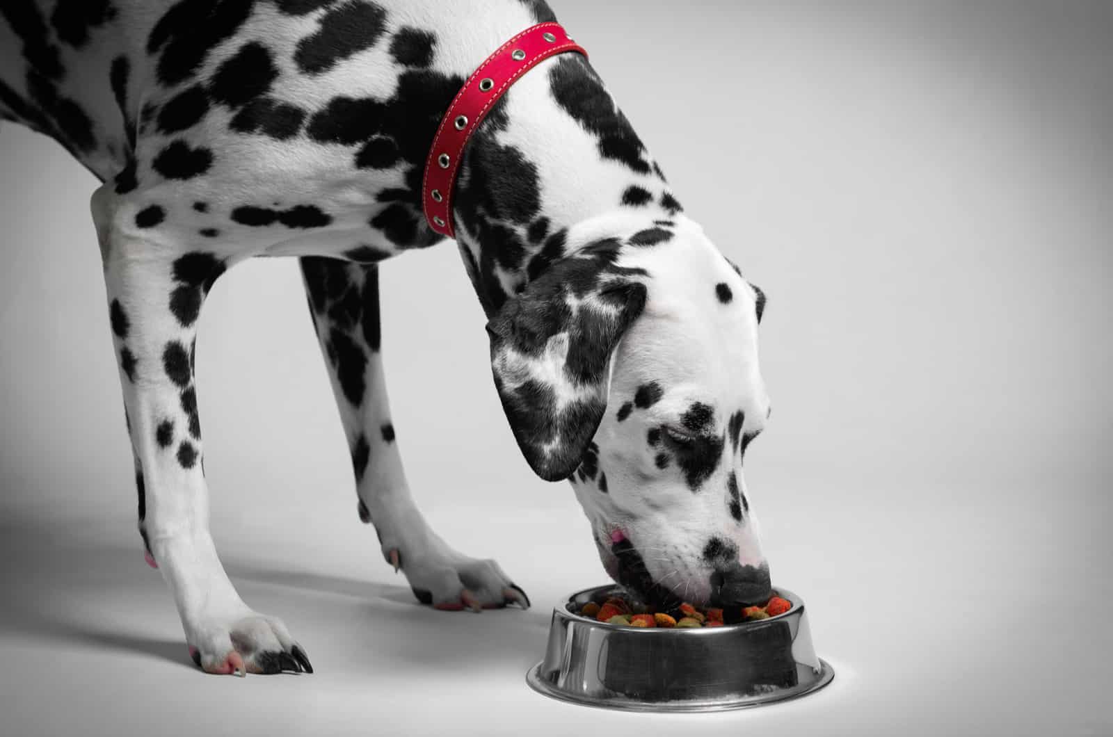 dalmatian eating food from a bowl