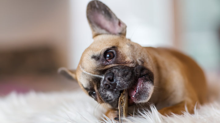 Best Dog Food For French Bulldogs: Let Your Frenchie Have A Delicious Feast!