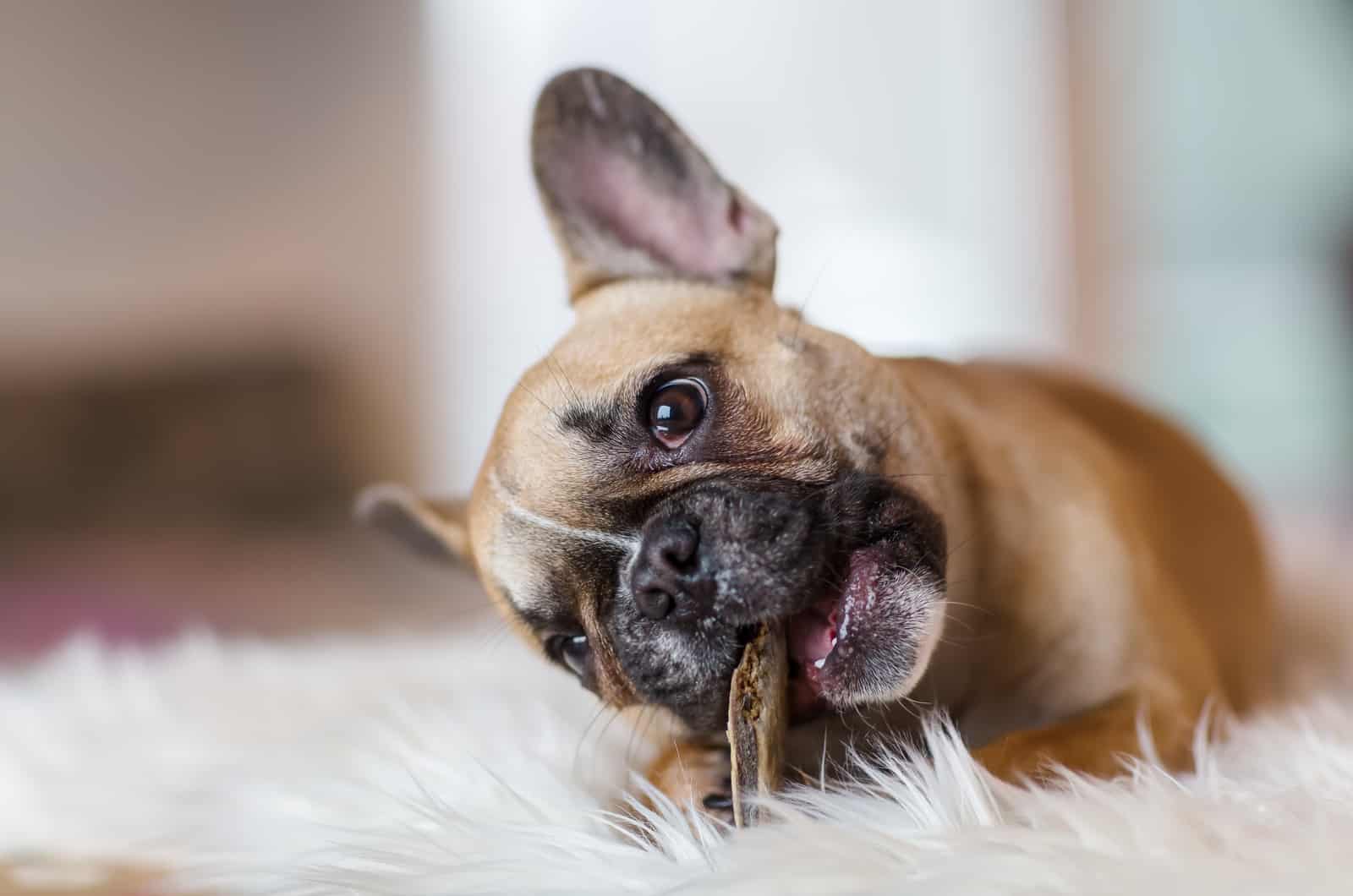 15 Best Dog Foods For French Bulldogs You Need To Try