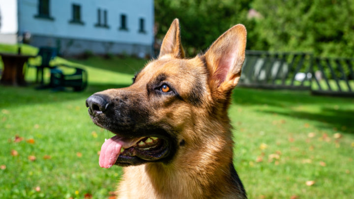 15 Best Dog Food For German Shepherds: Top Yummy Choices
