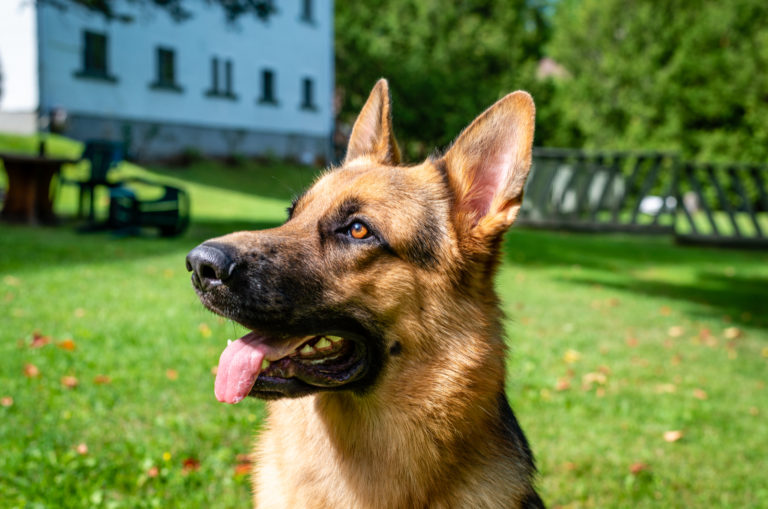 german shepherd looking to the side