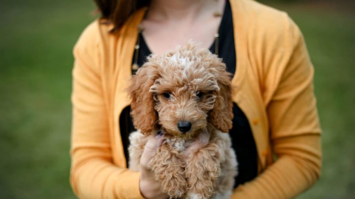 Best Dog Food For Goldendoodles: 15 Tasty Kibble Options