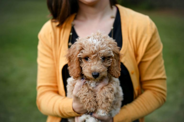 woman holding her goldendoodle pet
