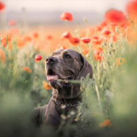 great dane in a field of poppies