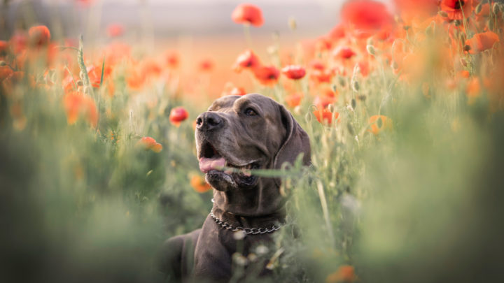 10 Best Dog Foods For Great Danes: A Giant Dog Worthy Feast