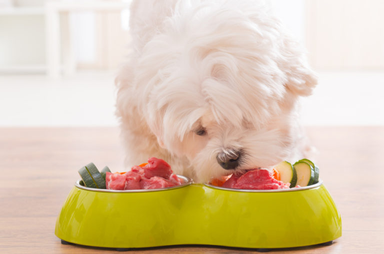 maltese eating