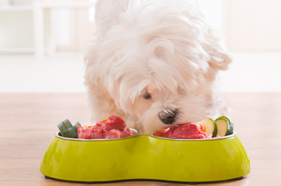 18 Best Dog Foods For Maltese Dogs Small Pooch Tailored