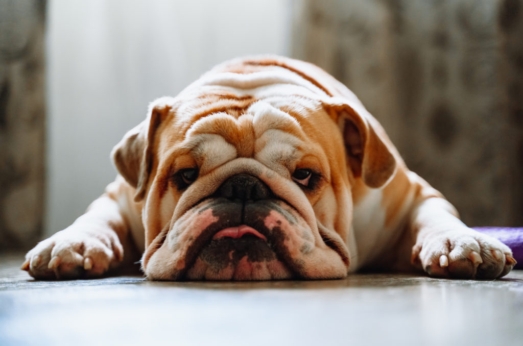 Best Food For English Bulldog 9 Healthiest Picks And More!