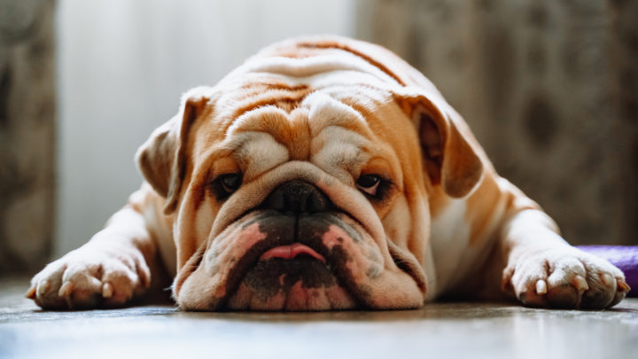 Best Food For English Bulldog: 9 Healthiest Picks And More!