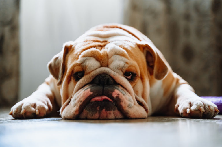 english bulldog resting