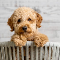 goldendoodle puppy