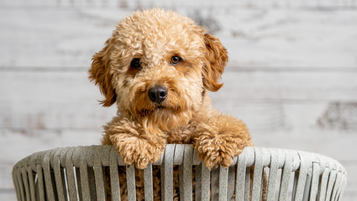 10+ Best Goldendoodle Rescue For Adoption