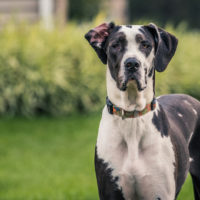 great dane standing outside