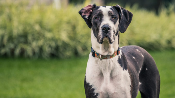 12 Best Great Dane Collars: Top Choices For Gentle Giants