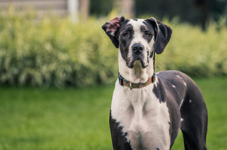 great dane standing outside