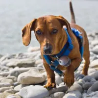dachshund wearing a blue harness