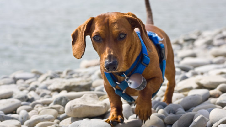 Top 14 Best Harnesses For Dachshunds For Your Beloved Dog