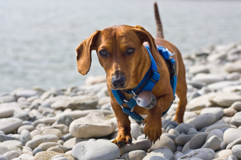 dachshund wearing a blue harness