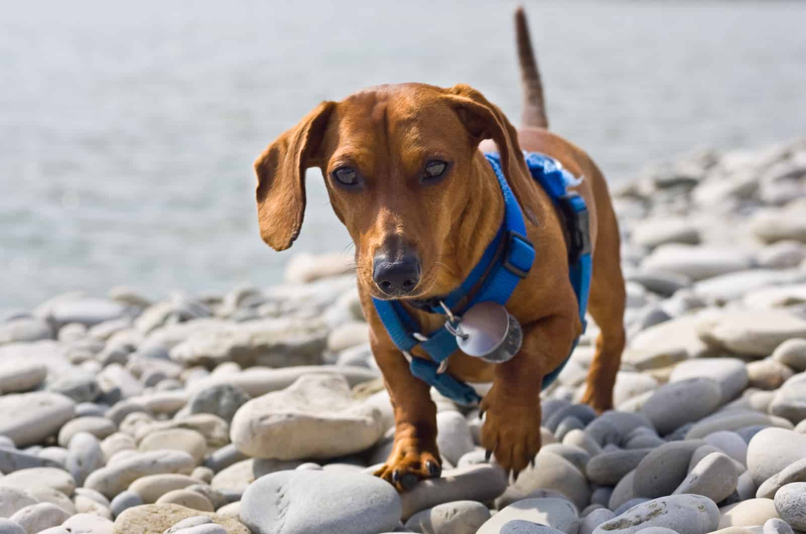 Top 14 Best Harnesses For Dachshunds For Your Beloved Dog