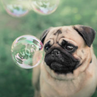 pug looking at soap bubbles