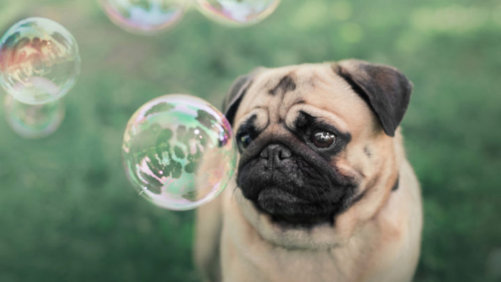 9 Best Pug Breeders: How To Find A Breeder You Can Trust