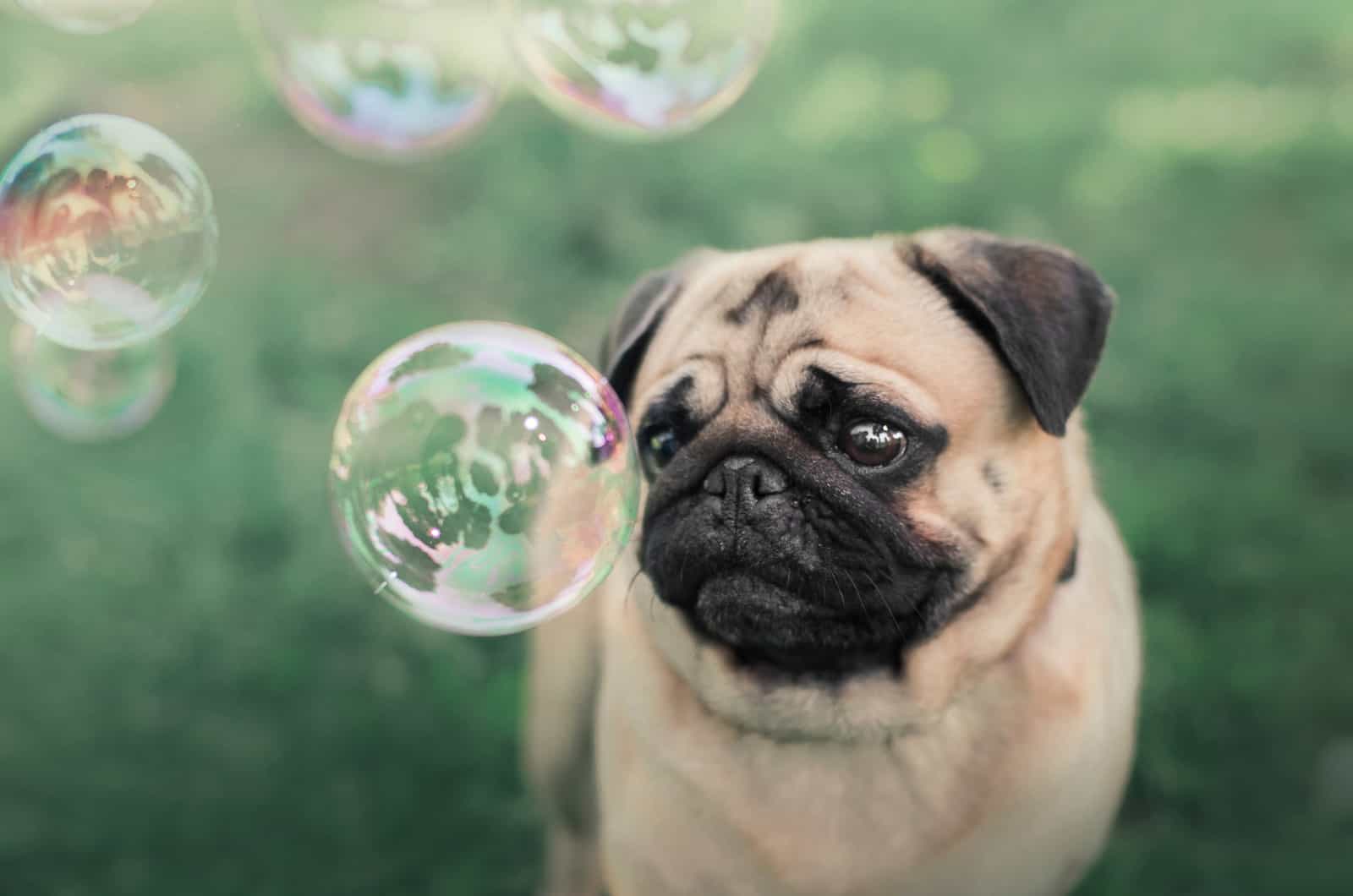pug looking at soap bubbles