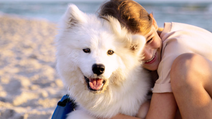 Best Samoyed Breeders – Where To Find Samoyed Puppies For Sale