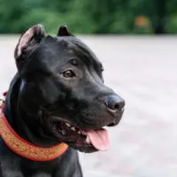 pitbull wearing a collar