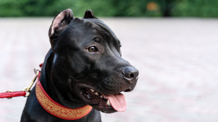12 Best Shock Collars For Pitbulls: Easy Training Solution